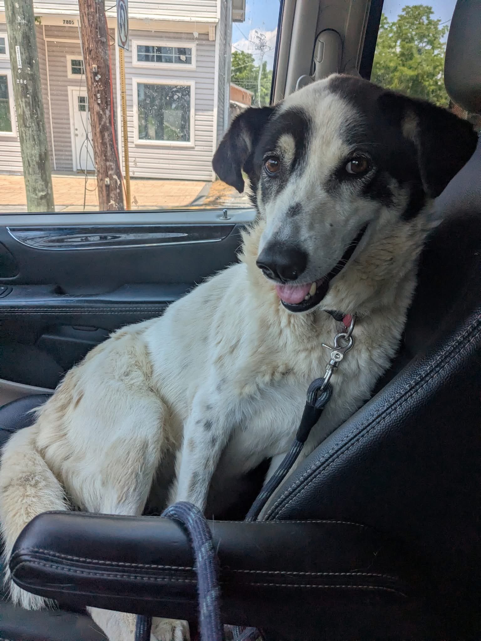 Lucy Photo 4